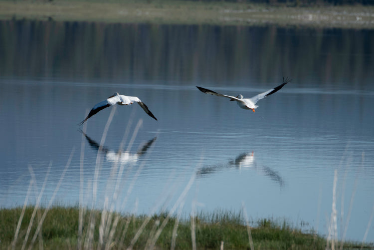 Birds