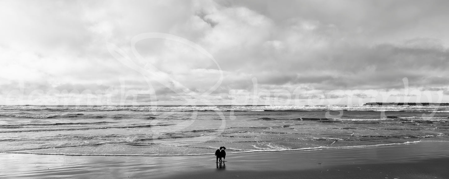 Big Ocean, Little Dog