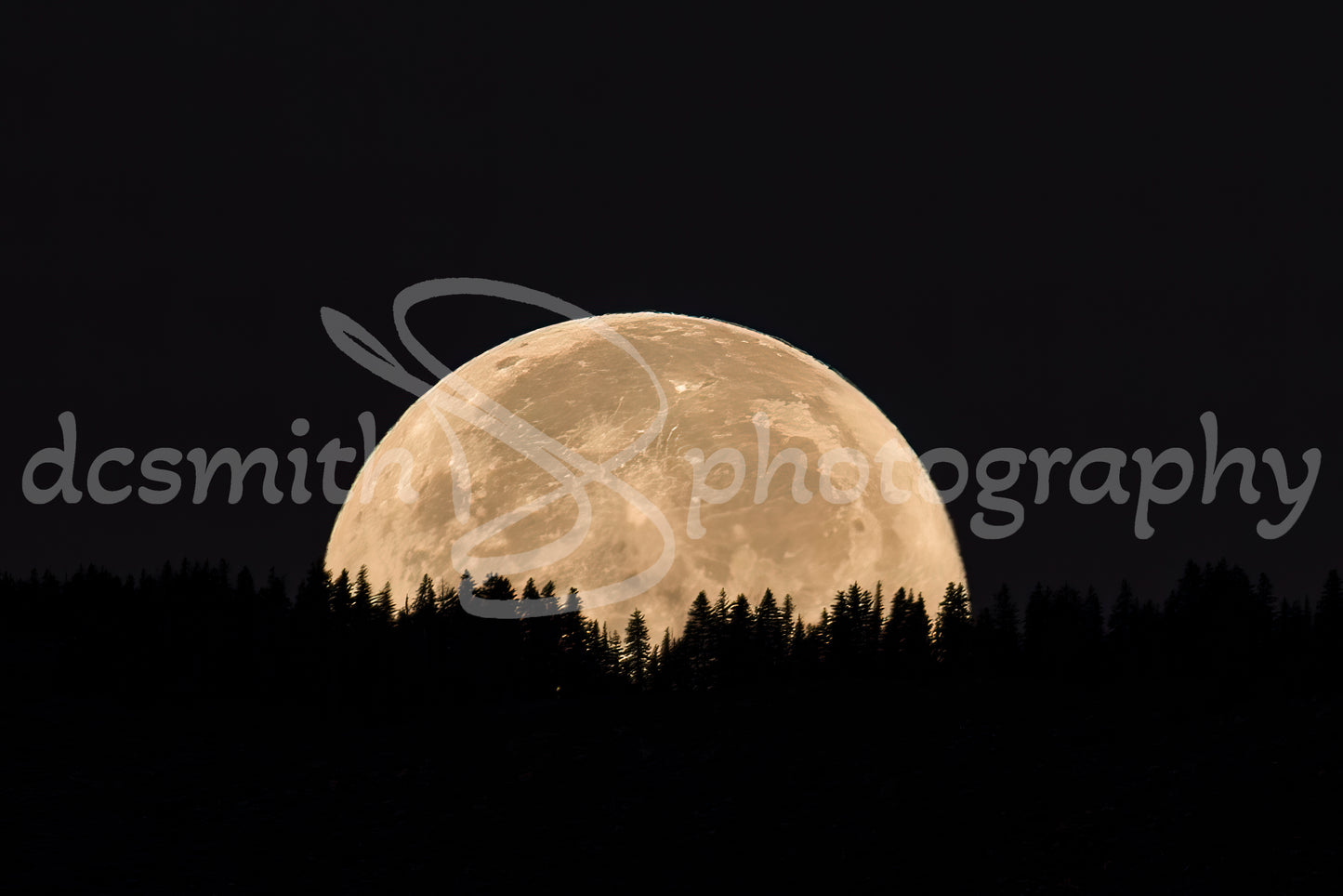 Full Moon Setting Over Trees