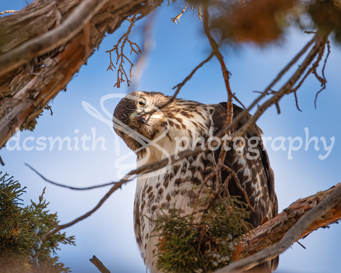 Curious Raptor