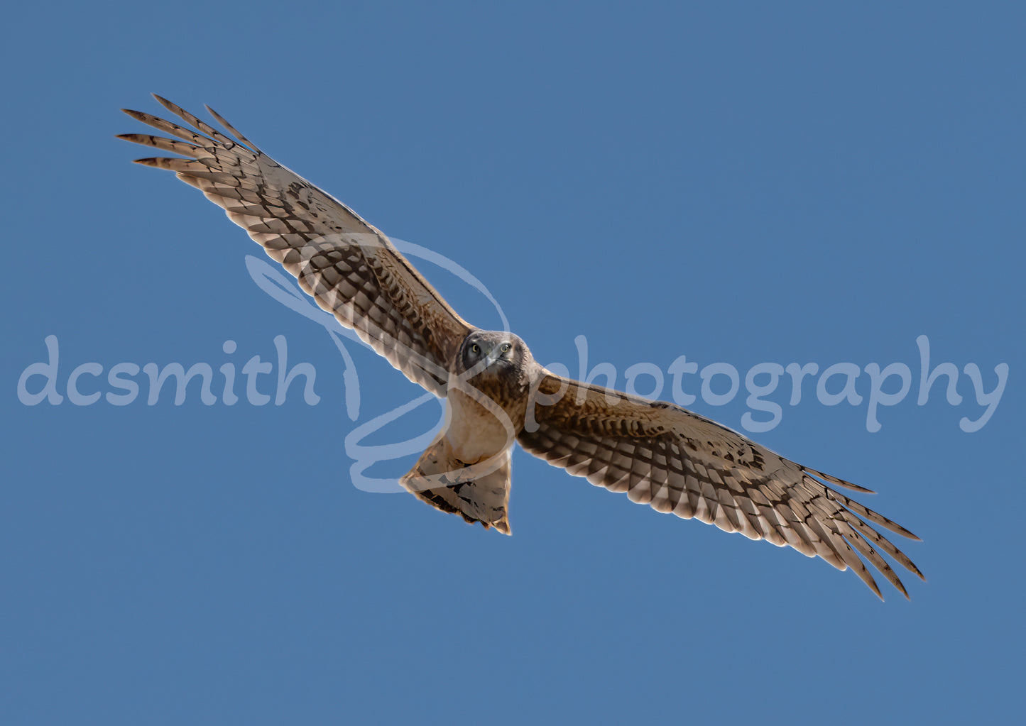 Harrier Makes Eye Contact