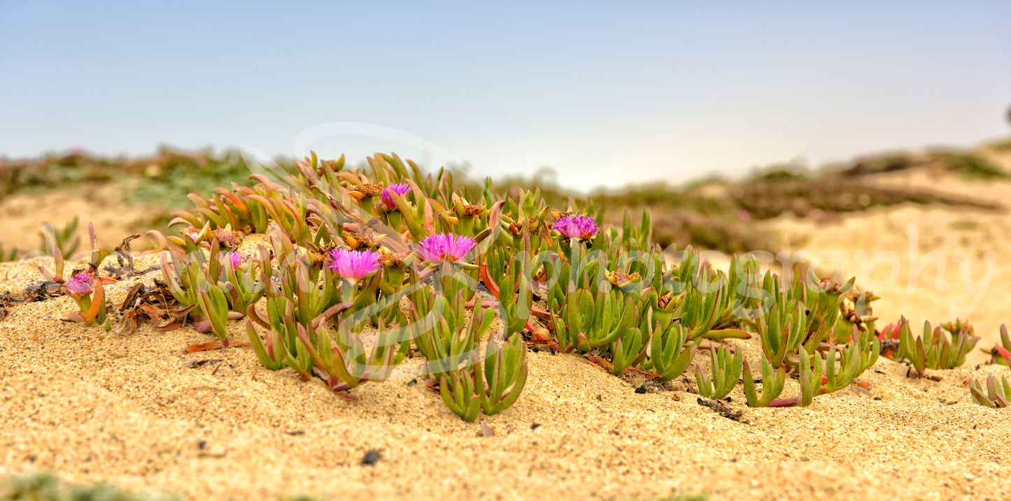 Flowers on the Beach