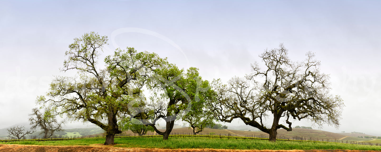 Oak Trees in the Valley