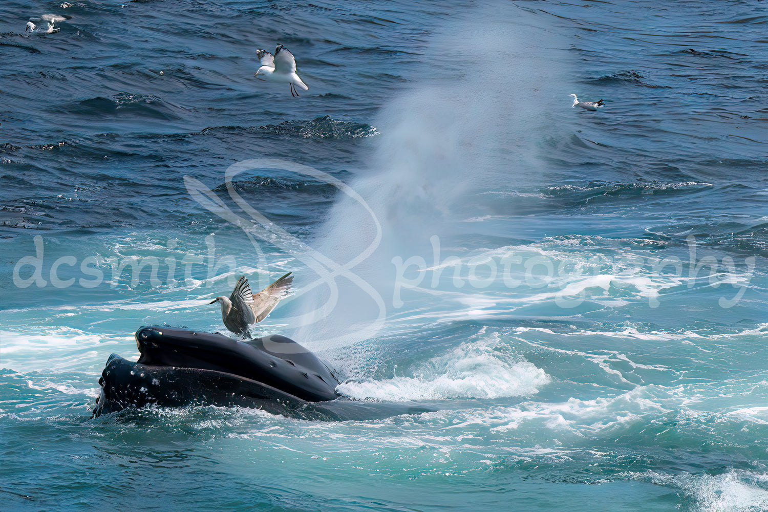 Whales