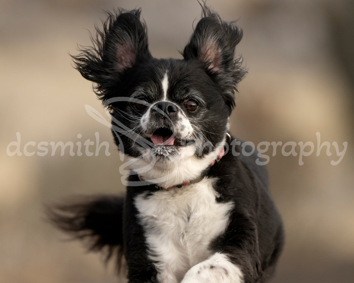 Photos of My Dog
