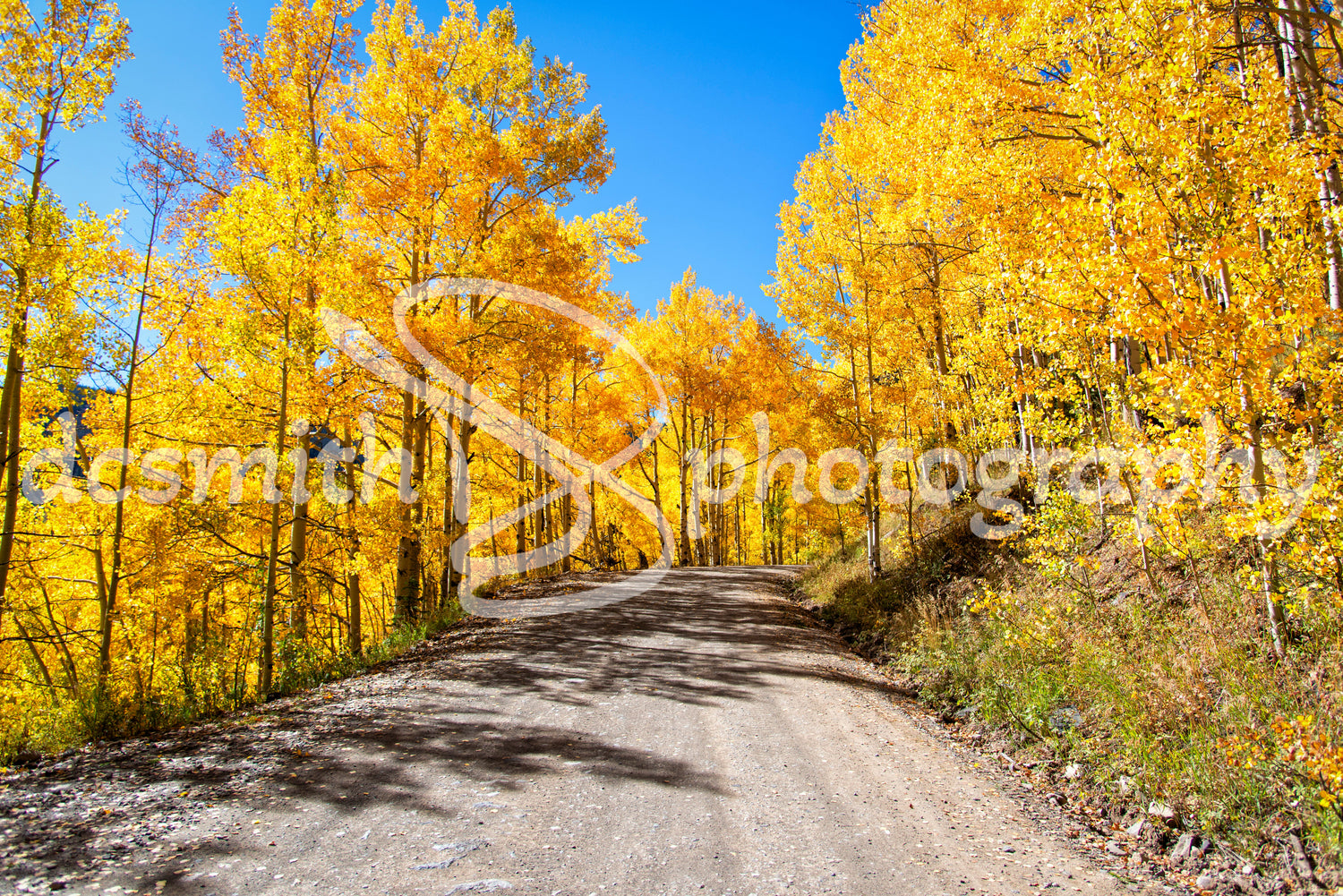 Fall Colors