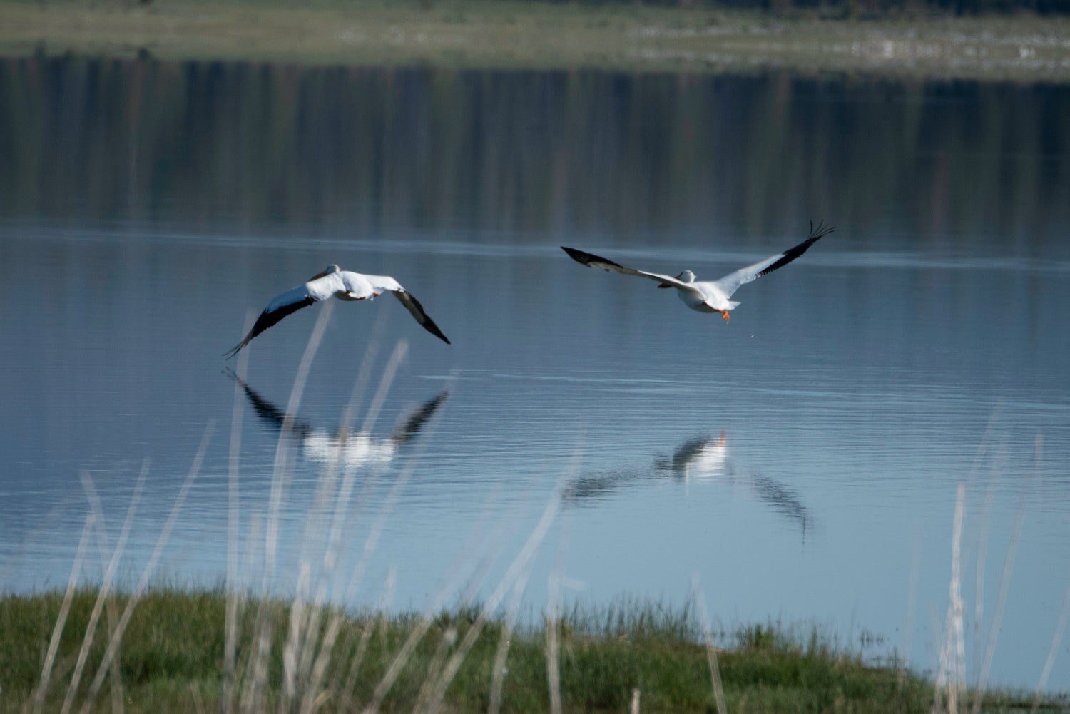 Birds