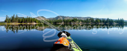 Dog on a Boat