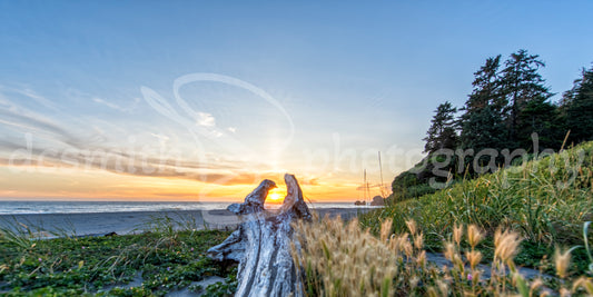 Driftwood Sunset