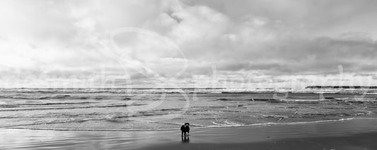 Big Ocean, Little Dog