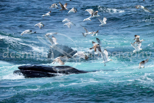 Whales and Gulls
