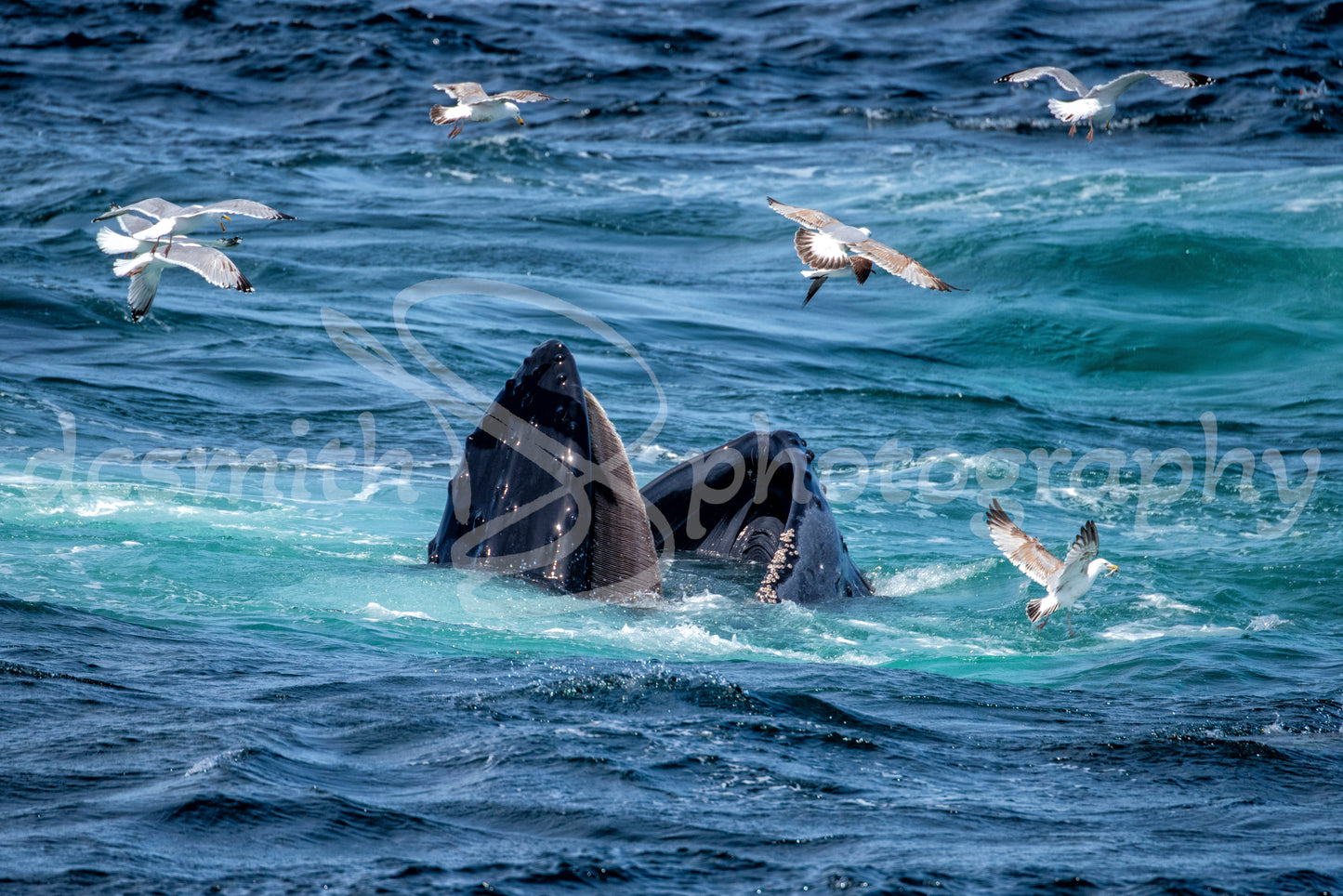 Whale and Gulls Feeding