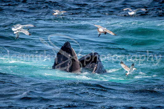 Whale and Gulls Feeding