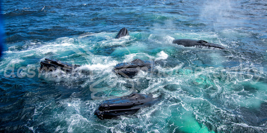 Whale Ballet