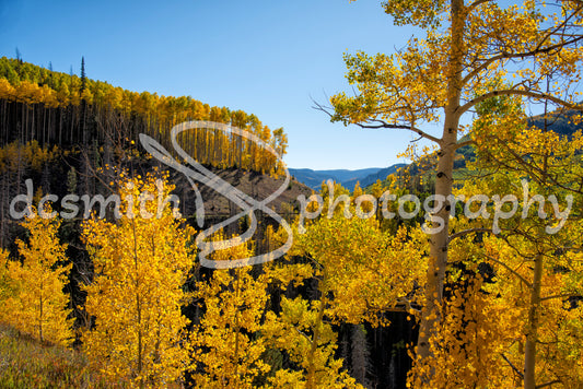 Aspens on a Hillside