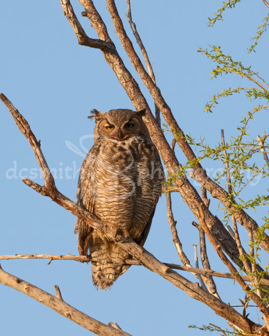 Great Horned Owl