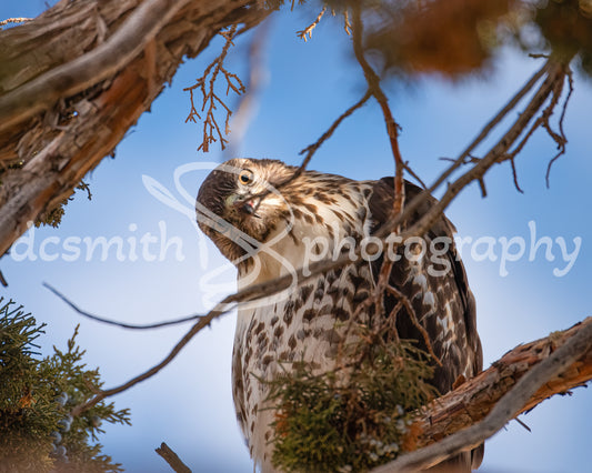 Curious Raptor