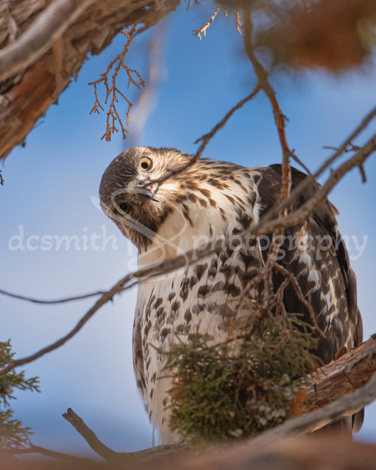 Curious Raptor II