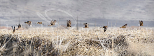 Northern Harrier Takes Flight