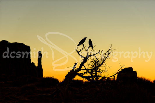 Ravens at Sunrise