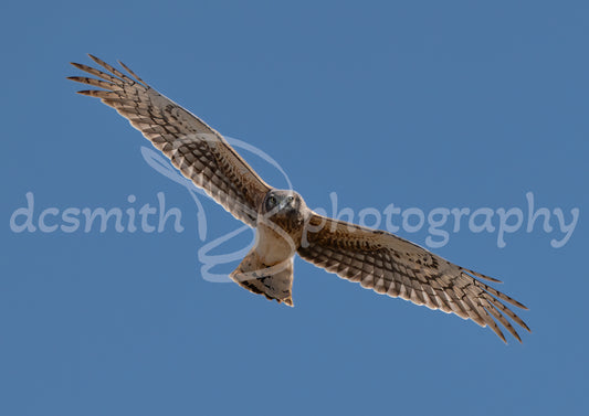 Harrier Makes Eye Contact