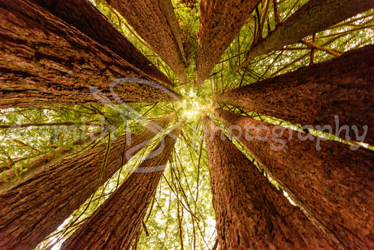 Sunlight in the Fairy Ring
