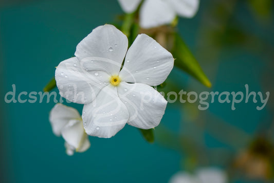 Hibiscus Flower