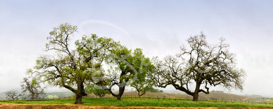 Oak Trees in the Valley